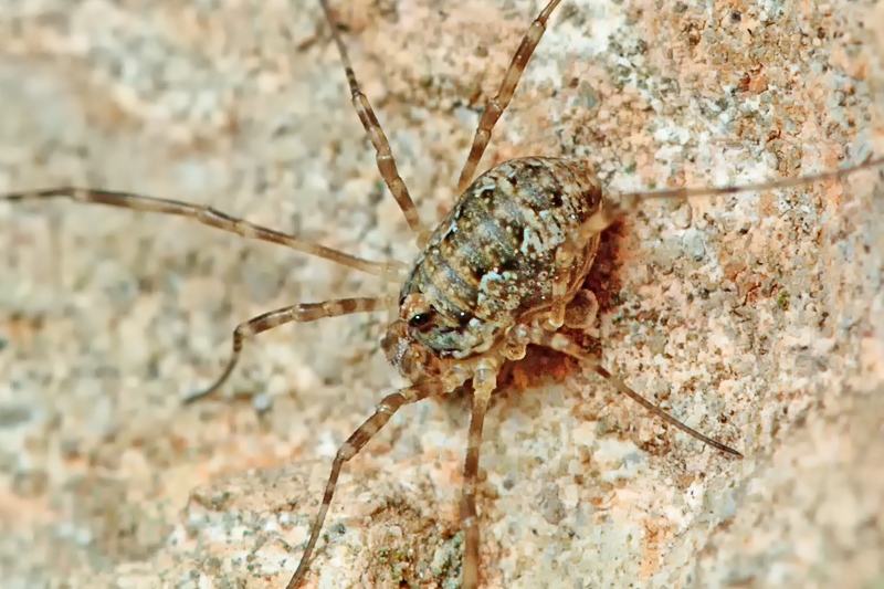 Altro opiliones da Malta